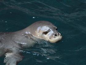 Фото Гавайский тюлень-монах