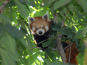 Смотреть фото Малая Панда Фото Малая Панда