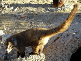 Фото Белоносая носуха