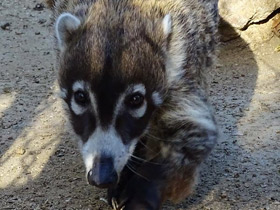 Фото Белоносая носуха