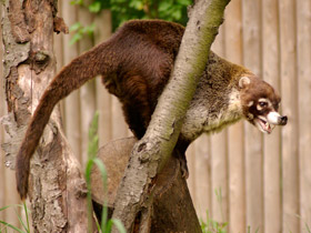 Фото Белоносая носуха
