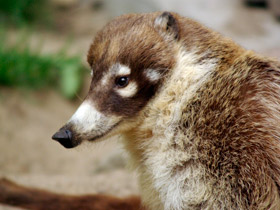 Фото Белоносая носуха