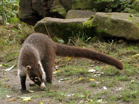 Фото Белоносая носуха