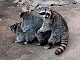 Смотреть фото Енот-полоскун Фото Енот-полоскун