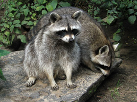 Смотреть фото Енот-полоскун Фото Енот-полоскун