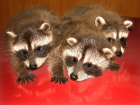 Смотреть фото Енот-полоскун Фото Енот-полоскун