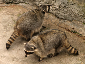 Смотреть фото Енот-полоскун Фото Енот-полоскун