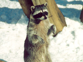 Смотреть фото Енот-полоскун Фото Енот-полоскун