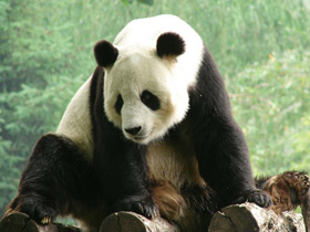 Смотреть фото Большая панда (Бамбуковый медведь) Фото Большая панда (Бамбуковый медведь)