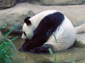 Большая панда (Бамбуковый медведь) Большая панда (Бамбуковый медведь)