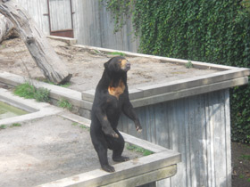 Фото Малайский медведь