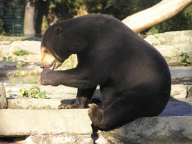 Фото Малайский медведь