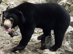 Фото Малайский медведь