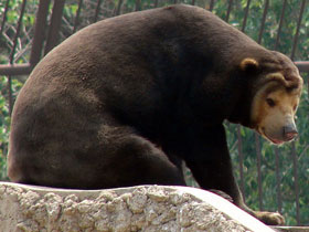 Фото Малайский медведь