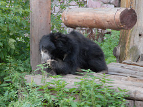 Смотреть фото Губач Фото Губач