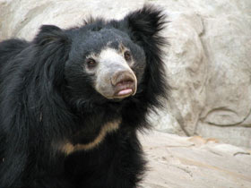 Фото 10 интересных фактов о медведях