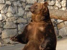 Смотреть фото Бурый медведь Фото Бурый медведь