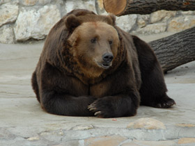 Смотреть фото Бурый медведь Фото Бурый медведь