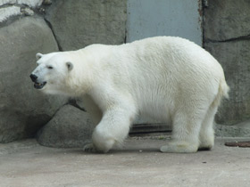 Смотреть фото Белый медведь Фото Белый медведь