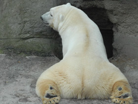 Смотреть фото Белый медведь Фото Белый медведь