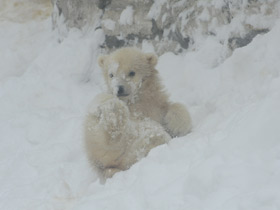 Смотреть фото Белый медведь Фото Белый медведь