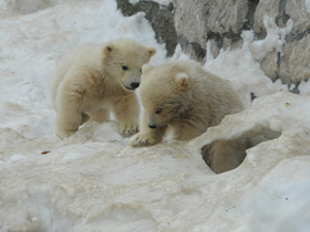 Смотреть фото Белый медведь Фото Белый медведь