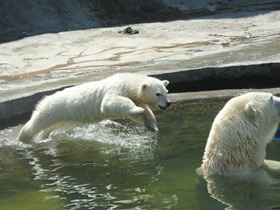 Белый медведь