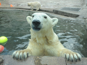 Смотреть фото Белый медведь Фото Белый медведь