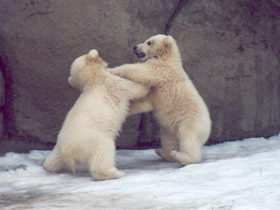 Смотреть фото Белый медведь Фото Белый медведь