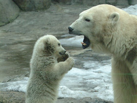 Смотреть фото Белый медведь Фото Белый медведь