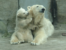 Смотреть фото Белый медведь Фото Белый медведь