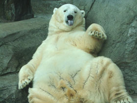 Смотреть фото Белый медведь Фото Белый медведь