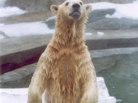 Смотреть фото Белый медведь Фото Белый медведь