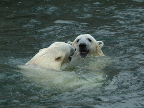 Смотреть фото Белый медведь Фото Белый медведь