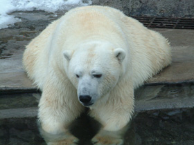 Смотреть фото Белый медведь Фото Белый медведь