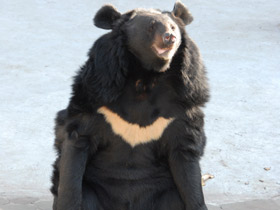 Фото Гималайский медведь