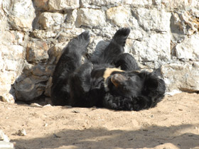 Фото Гималайский медведь