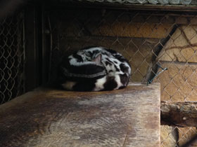 Фото Полосатый линсанг