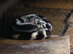 Фото Полосатый линсанг