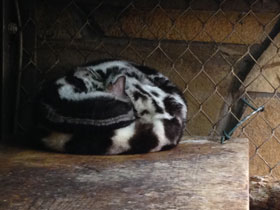 Фото Полосатый линсанг