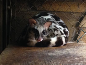 Фото Полосатый линсанг