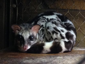 Фото Полосатый линсанг