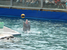 Фото 10 интересных фактов о дельфинах