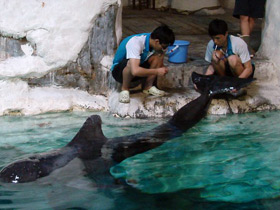 Фото 10 интересных фактов о дельфинах