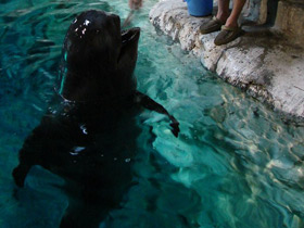 Фото 10 интересных фактов о дельфинах