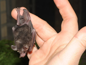 Фото Очковый листонос