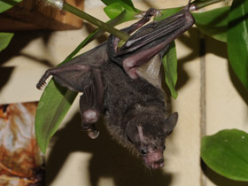 Фото Очковый листонос