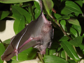 Фото Очковый листонос