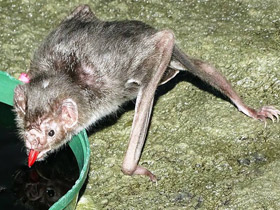 Смотреть фото Обыкновенный вампир Фото Обыкновенный вампир