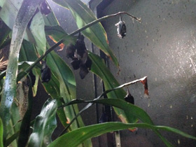 Фото Длинноязыкий листонос